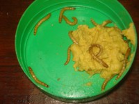 /album/galeria-de-fotos-fotos/ozzy-005-jpg/